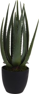 Kwiat w doniczce ALOES 45 cm