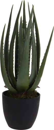 kwiat-aloes