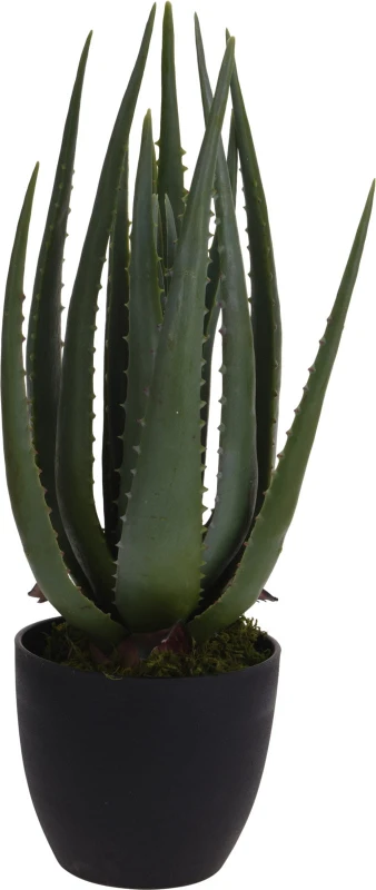 kwiat-aloes