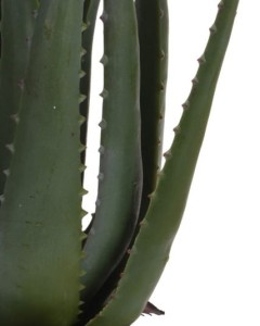 kwiat-aloes