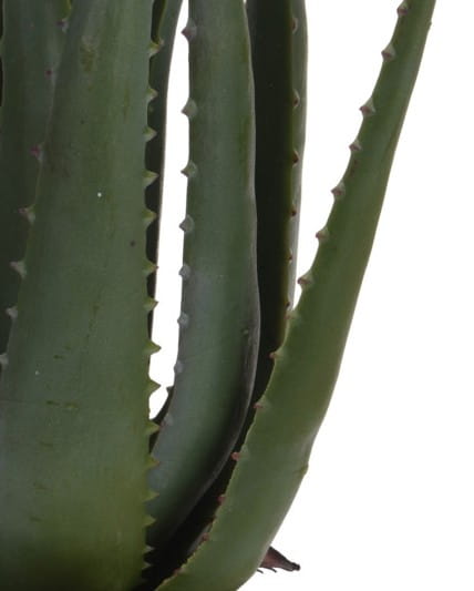 kwiat-aloes