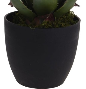 kwiat-aloes