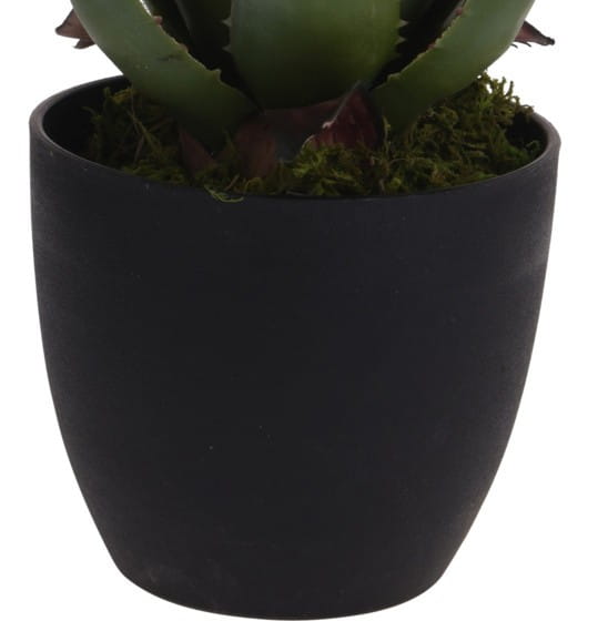 kwiat-aloes