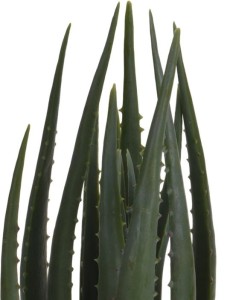 kwiat-aloes