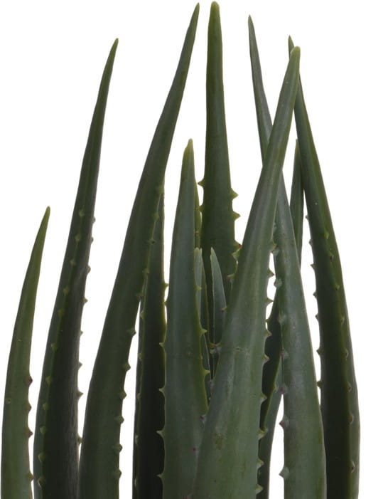 kwiat-aloes