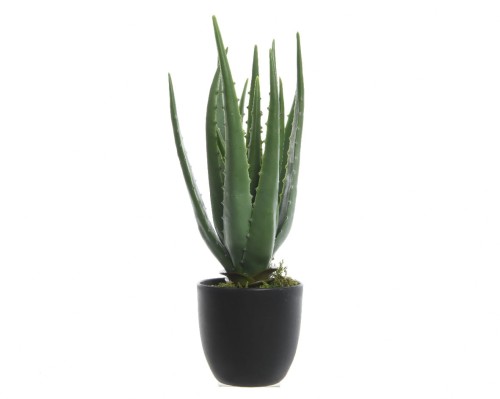 kwiat-aloes