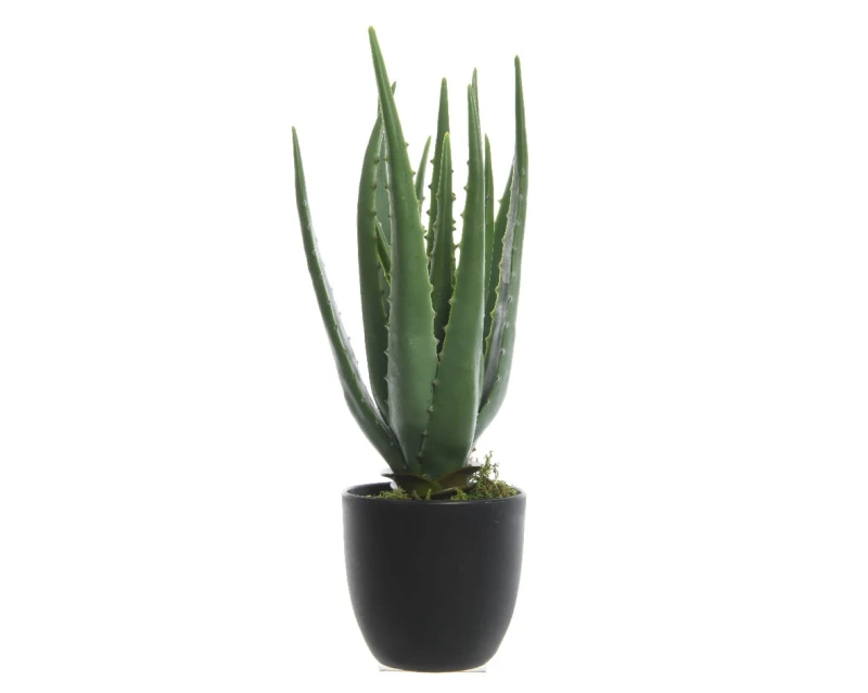 kwiat-aloes