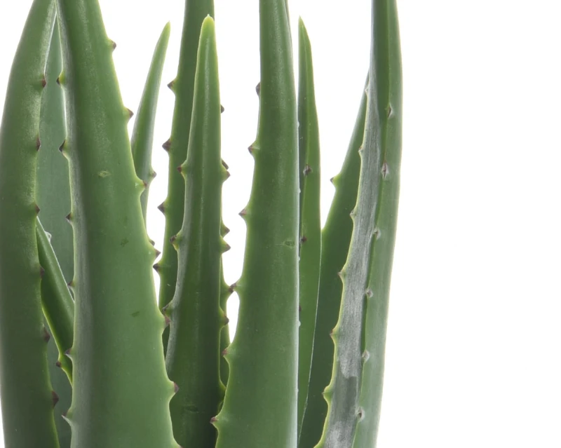 kwiat-aloes