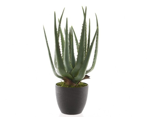 kwiat-aloes