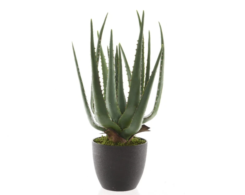 kwiat-aloes