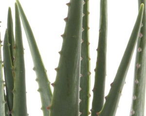 kwiat-aloes