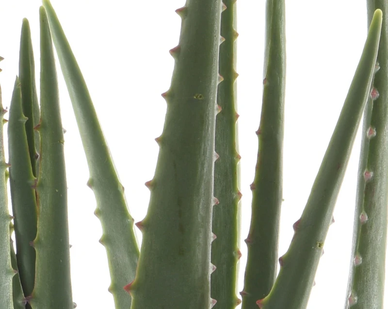 kwiat-aloes