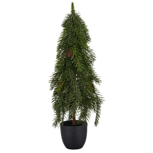 choinka-jodla-doniczka