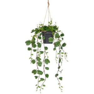 Sztuczna roślina Bauhinia w wiszącej doniczce – zielona 60 cm