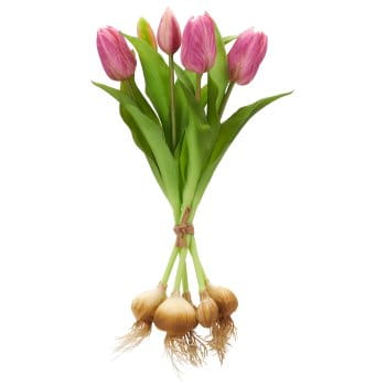 tulipan-cebulka