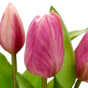 tulipan-cebulka