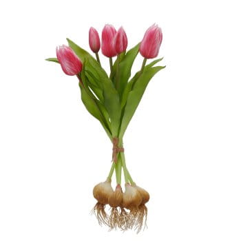 tulipan-cebulka