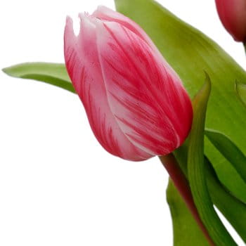 tulipan-cebulka