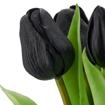tulipan-cebulka